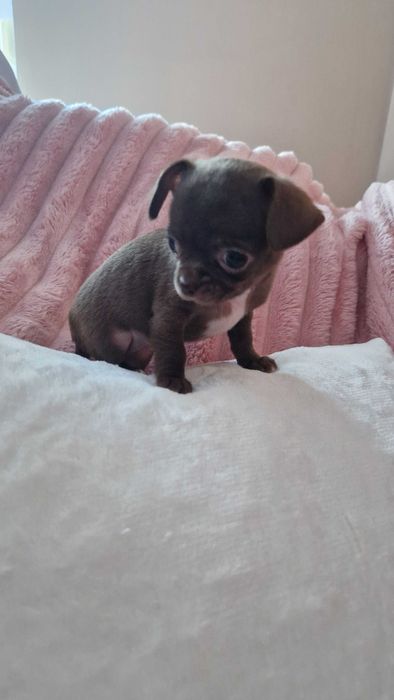 Chihuahua sunia maleńka czekoladka cudowna