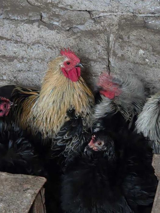 Kochiny miniaturowe młode KOGUTY