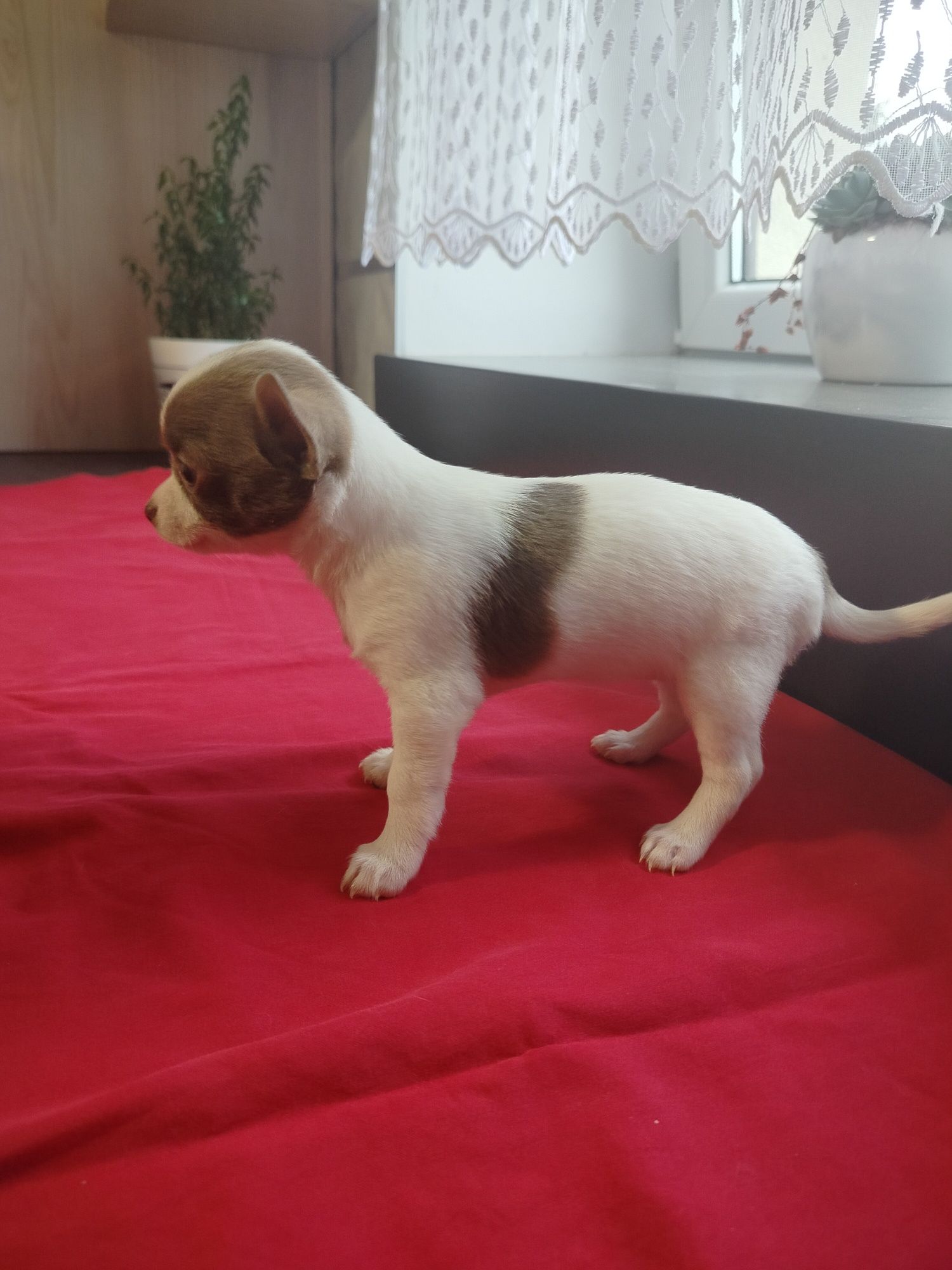 Chihuahua suczka