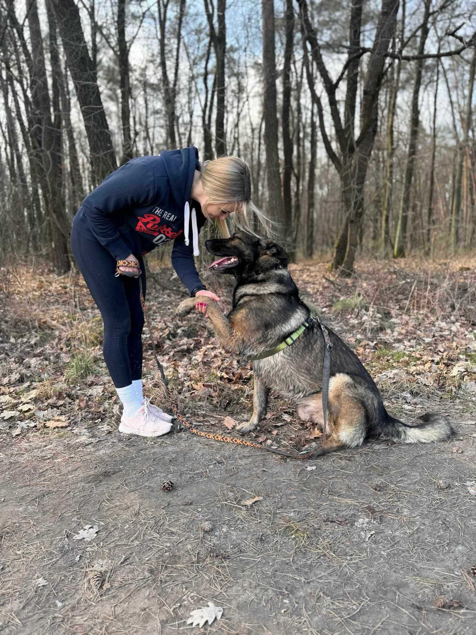 TAJGER - przemiły i ułożony kawaler w typie owczarka staroniemieckiego