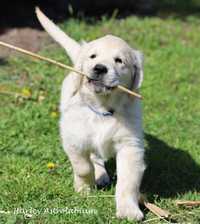 Golden Retriever ZKwP/FCI - piesek gotowy do odbioru