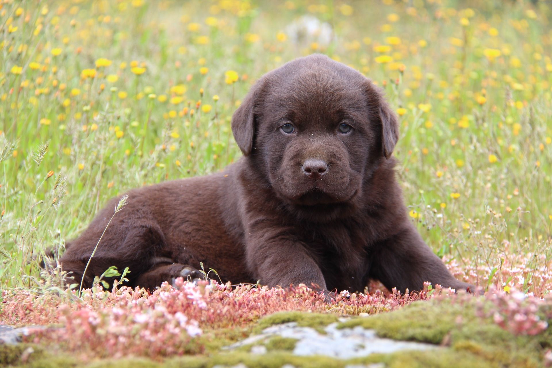 Labrador retriever chocolate com Lop