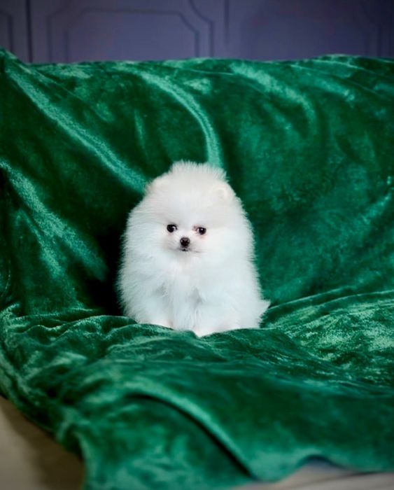 Шикарні цуценята померанські шпіци. Білий померанський шпіц. Шпіц