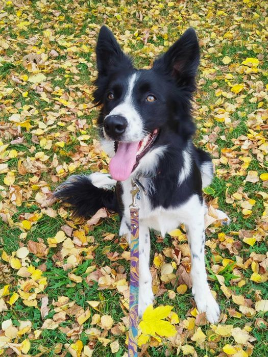 samiec border collie do adopcji