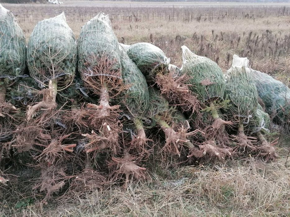 Choinki żywe cięte i w donicy Puławska 416 Dostawa Warszawa okolice