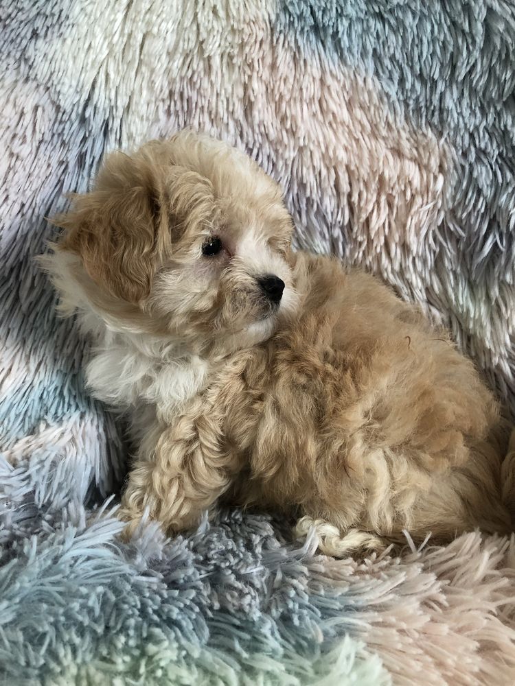 Maltipoo suczka po pudel toy do odbioru