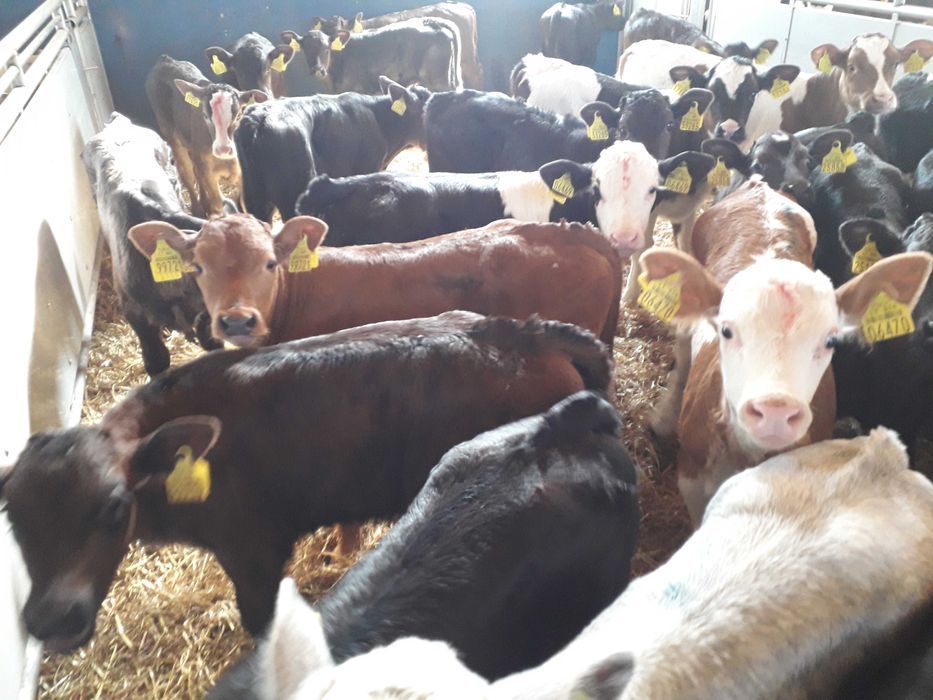 Cielęta, cielaki, byczki oraz jałówki mięsne, MM,MS,HF transport