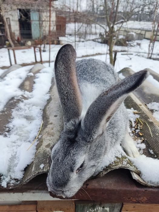 Продам кроличок вік 7 місяці