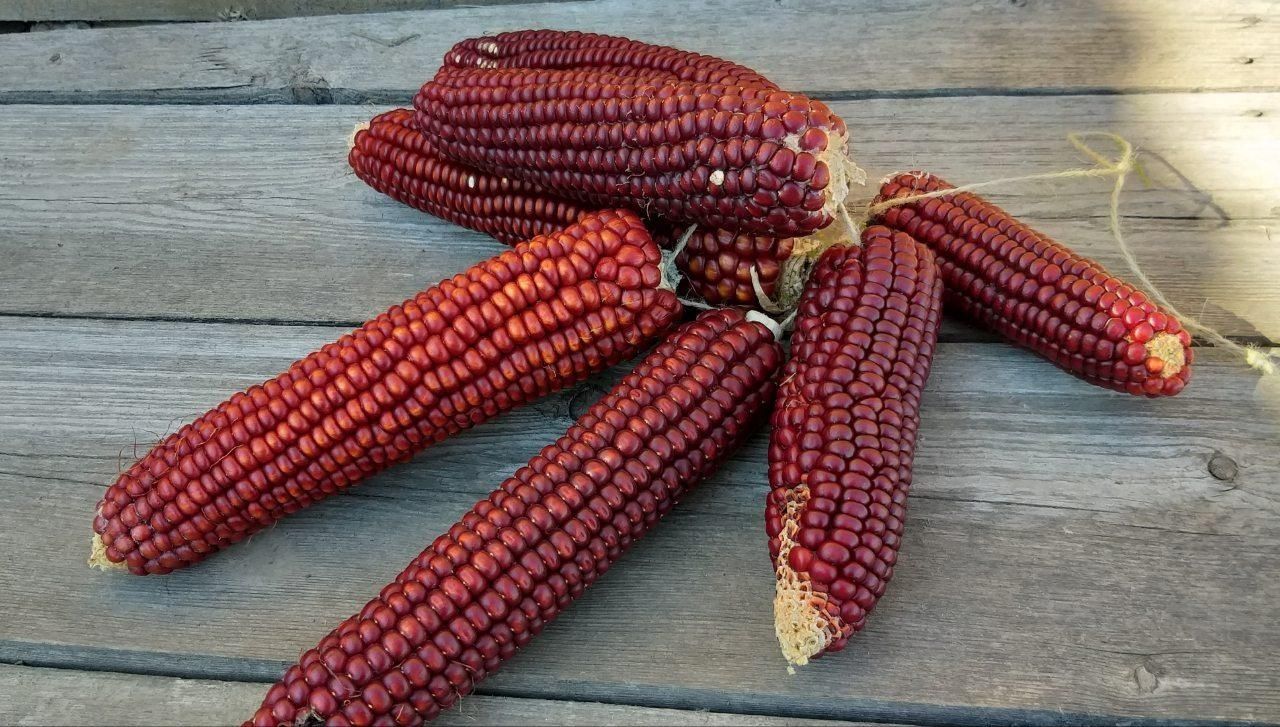 Кукуруза сортовая, столовая (чёрная, красная, синяя, мозаика, жёлтая)
