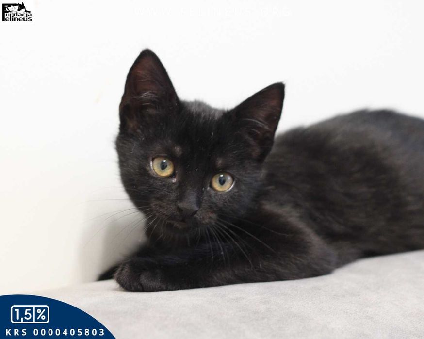 Ciekawski i towarzyski kociak czeka na dom