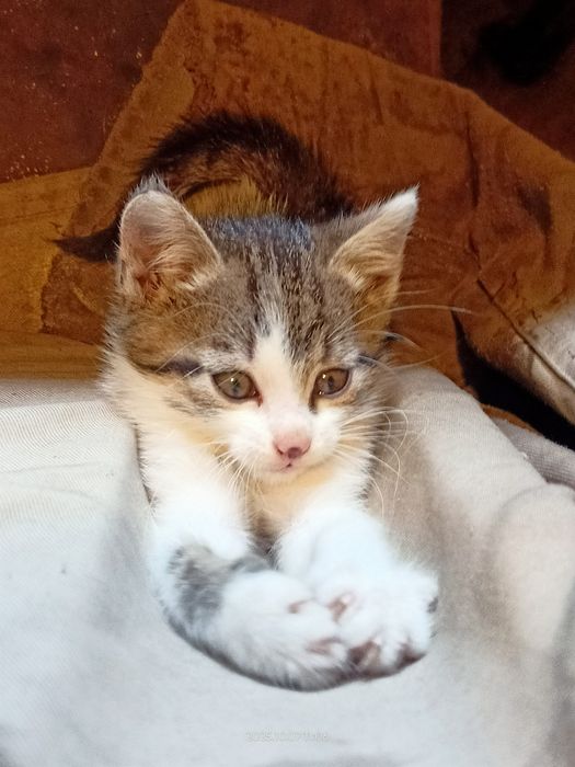 Oddam za darmo małe kotki