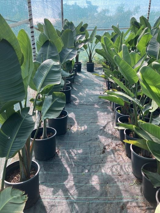 Estrelicia augusta/ estrelicia gigante