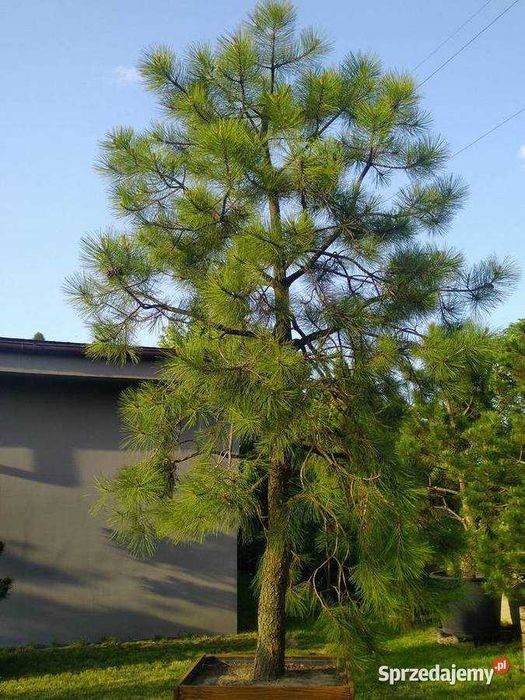 Drzewo Sosna żółta 4,5m w donicy 550L
