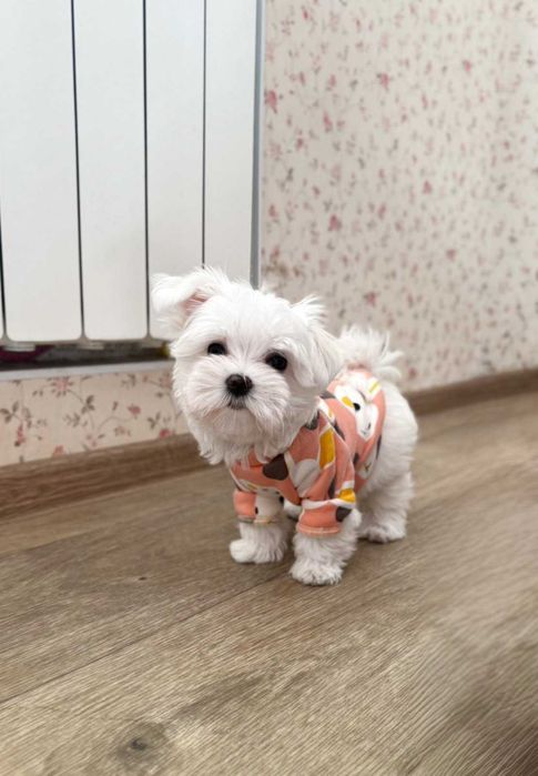 найкраща та породна клубна