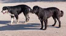 2 cães de porte grande lindos para adoção