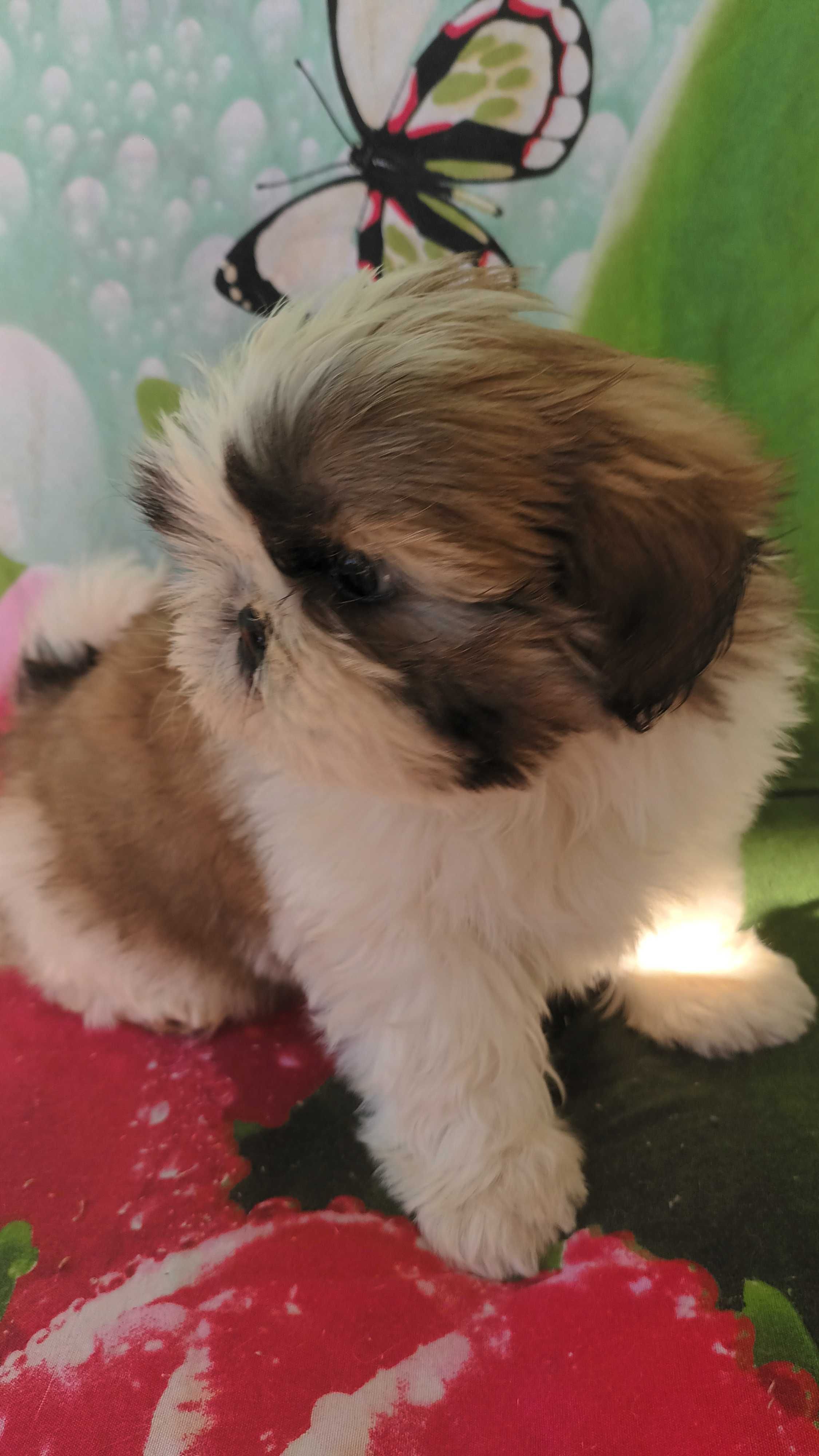 Shih Tzu szczeniaczek z rodowodem  SWKIPR