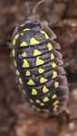 Armadillidium gestroi isopody 10 szt. +