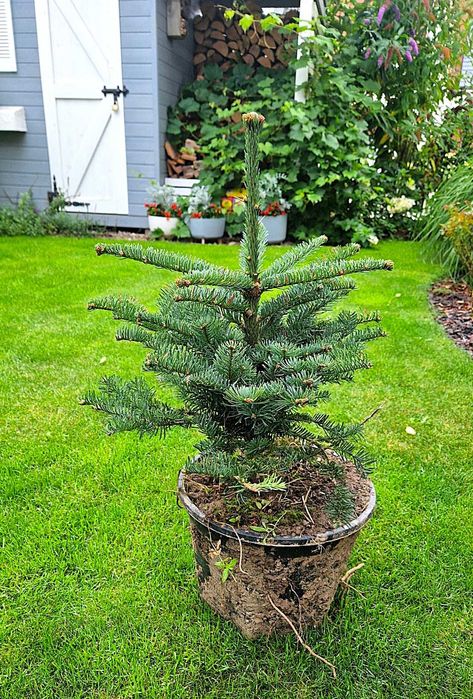 Jodła Kaukaska (Abies Nordmanniana) w donicy ukorzeniona 30cm