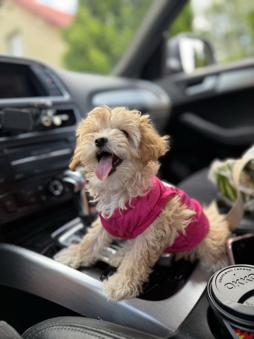 VIP мальтипу чіп паспорт