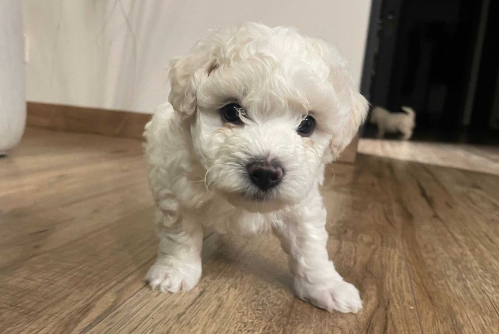 Bichon Frise śliczny szczeniak z rodowodem szuka nowego domu!