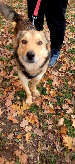 Jogi uroczy psiak szuka domu