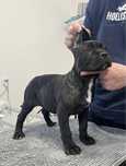 Cane Corso suczka