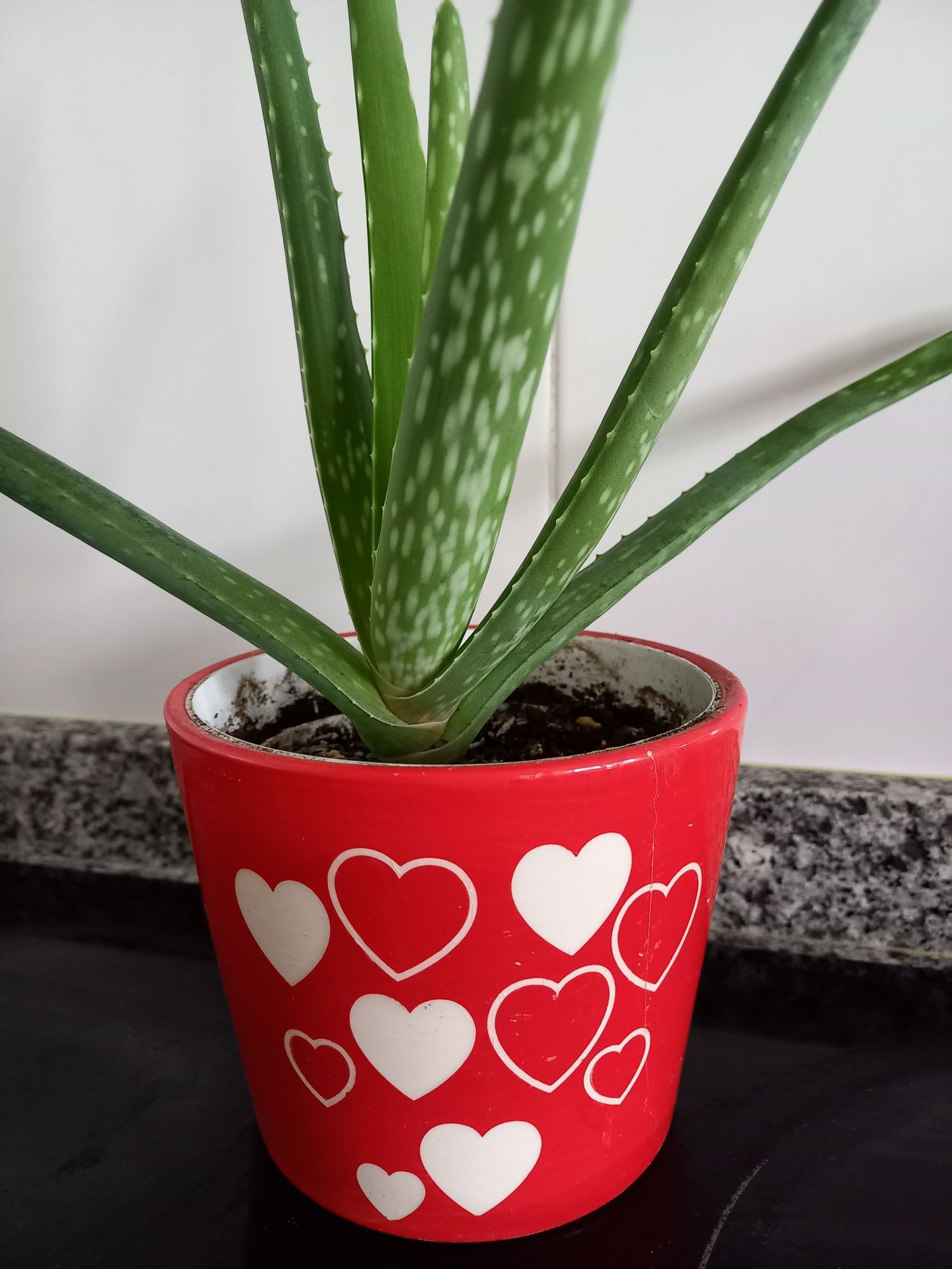 Planta Aloe Vera com Vaso decorativo
