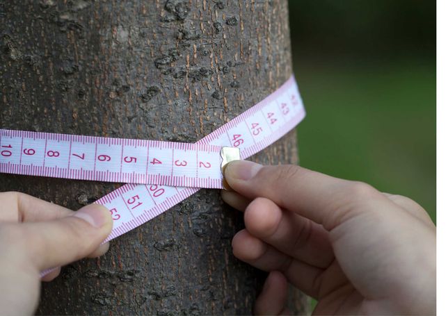 inwentaryzacja zieleni dendrologiczna, wniosek o wycinkę drzew