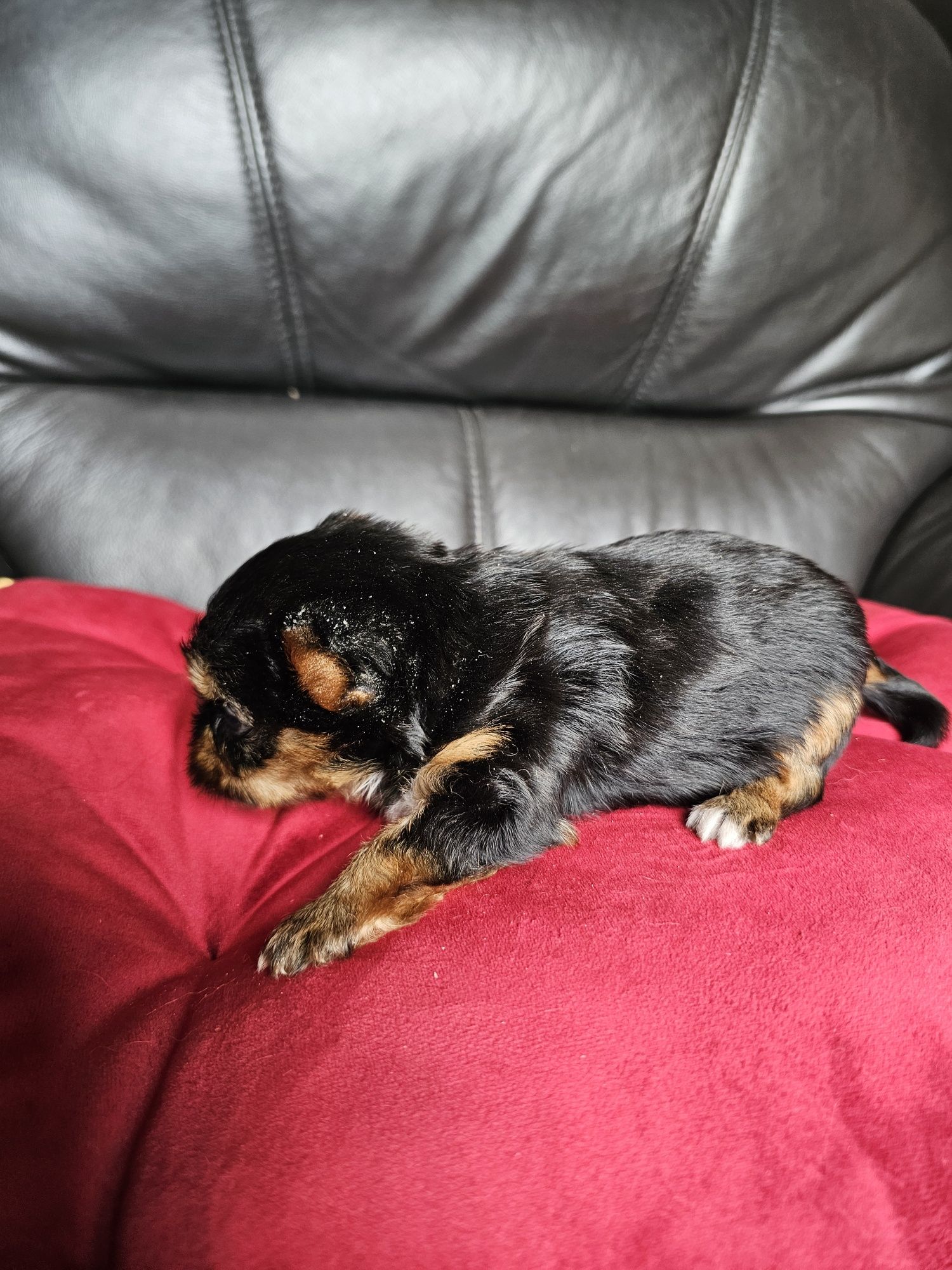 York terrier carier czarny podpalany suczka