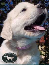 Golden  Retriever - PIESEK po CH.PL