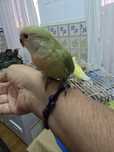 Agapone domisticado