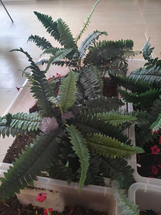 Planta artificial