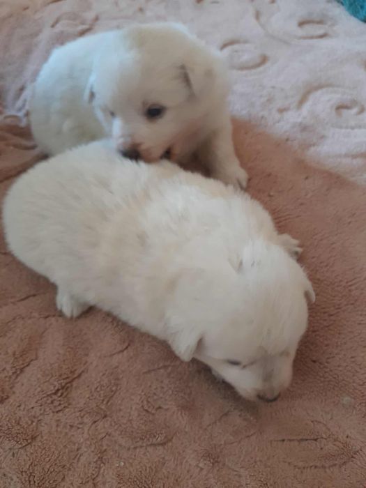 Oddam małe  pieski za