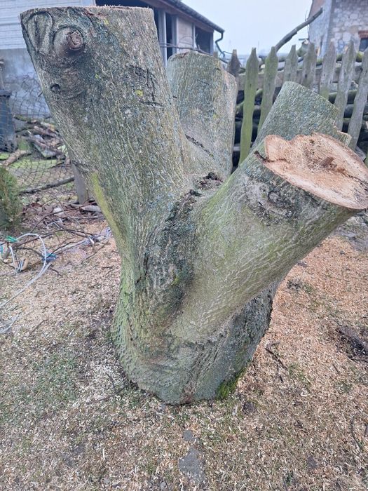 Duży wielogabarytowy pień orzech wloski