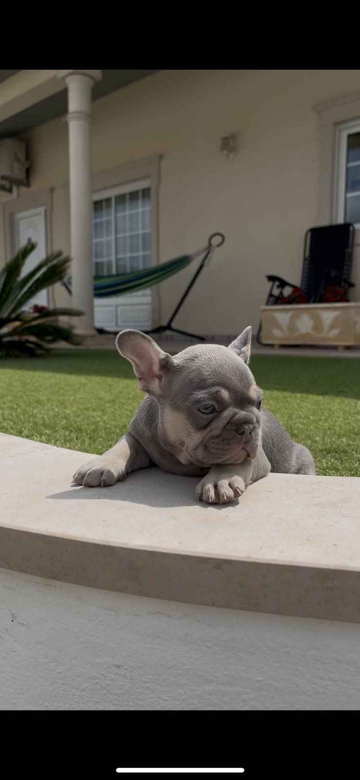 Bulldog francês  macho