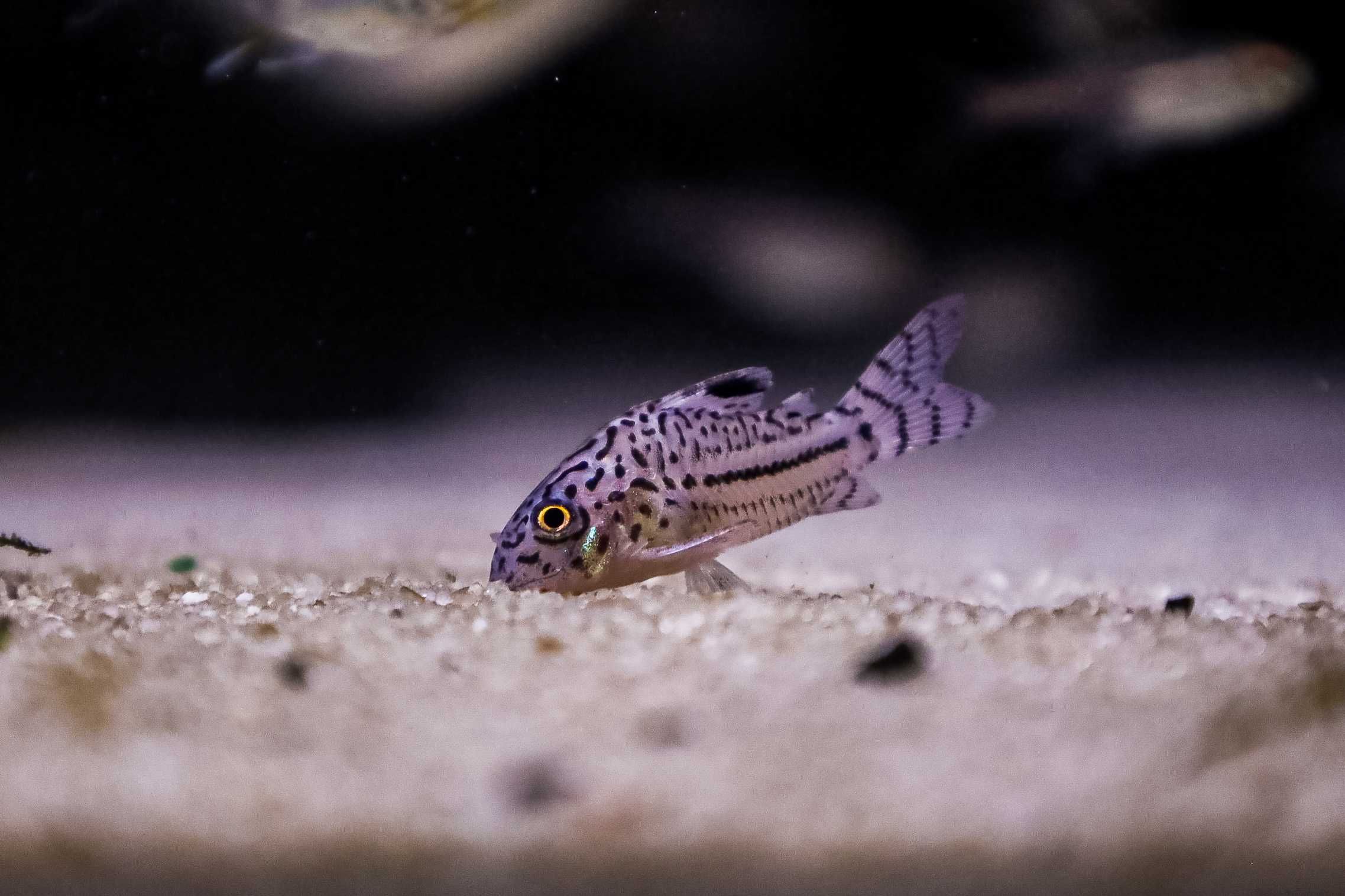 KIRYSEK JULII Corydoras Julii - sklep stacjonarny akwarium24.pl