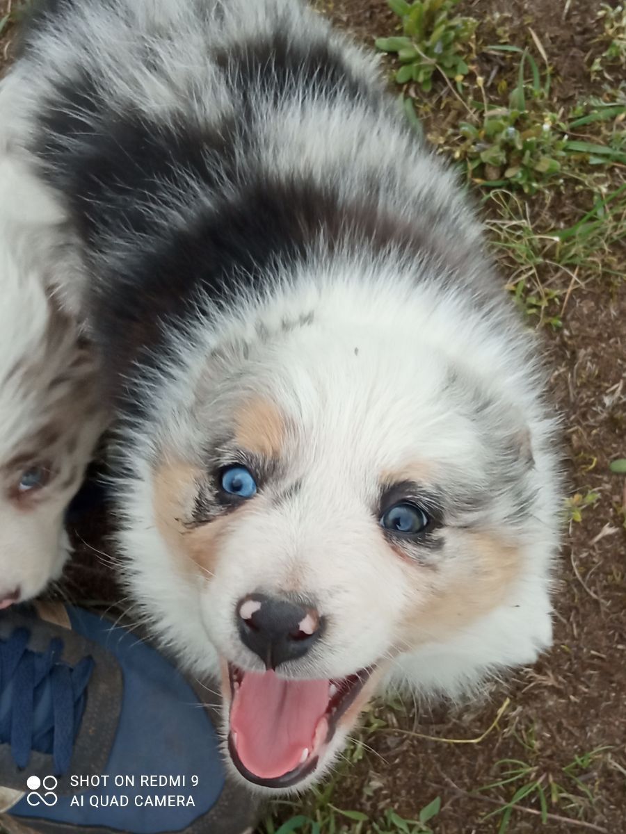 Border collie Blue merle tricolor suczka