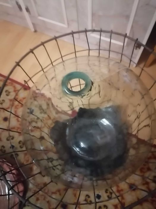 Balon na wino duży