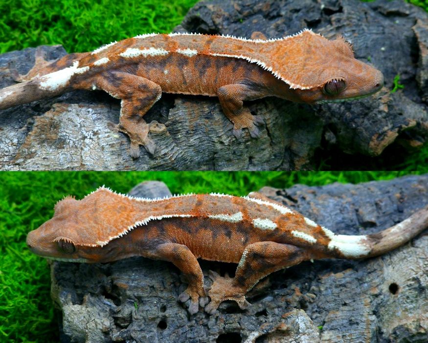 Gekon orzęsiony samica 14g Cappuccino Egzocity Transport