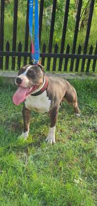 Amstaff american staffordshire terrier