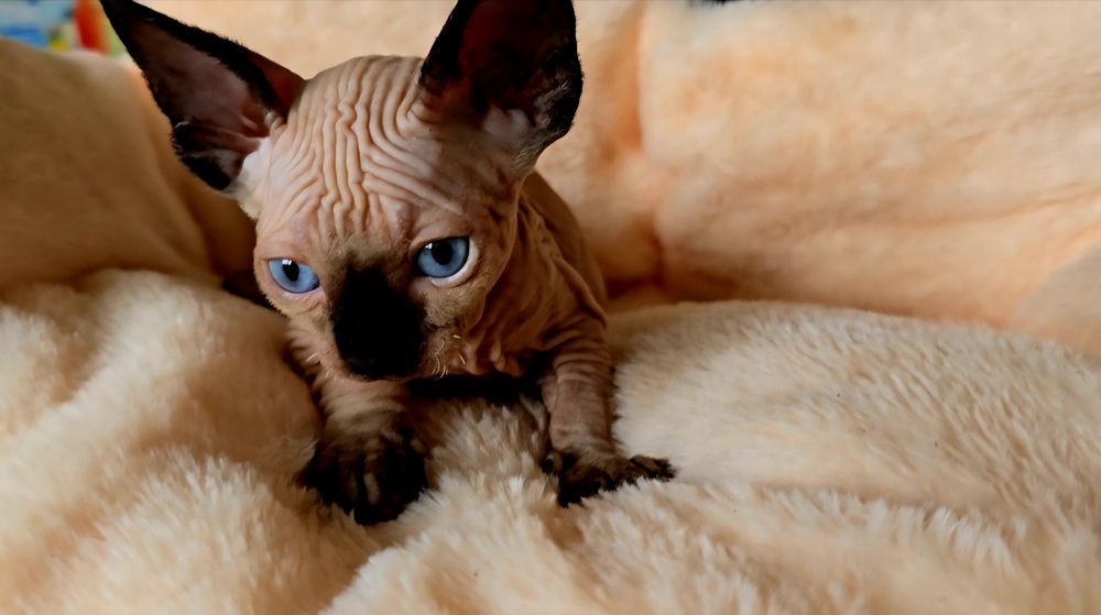 Przepiękne koteczka niebieskie oczka.kot sfinks