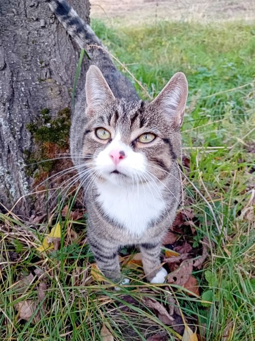 Kotki szukają kochających ludzi