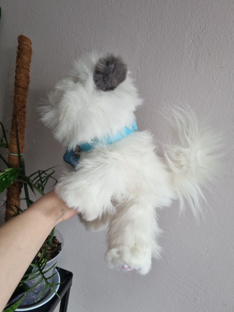 Kot interaktywny zwierzątko little live pets cobi