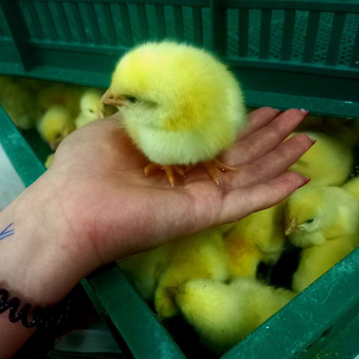 Добовий бройлер росс-308