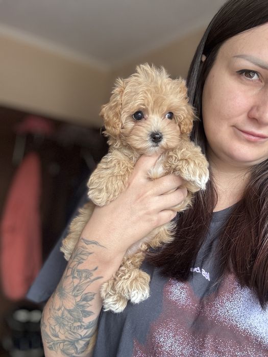 Мальтипу девочка