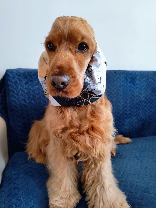 Nowy wodoodporny snood dla psa z długimi uszami Cocker spaniel cavalie