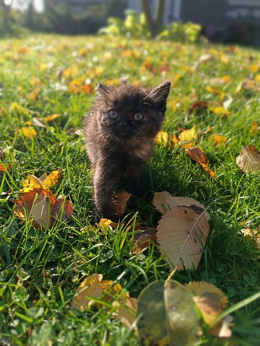 Візьміть котика.        .