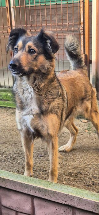 Suczka około 2 lata