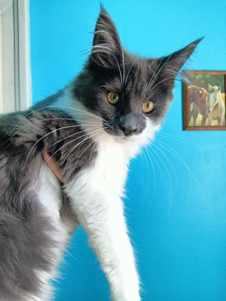 Maine coon niebieska solidka z białym kotka rodowód FPL