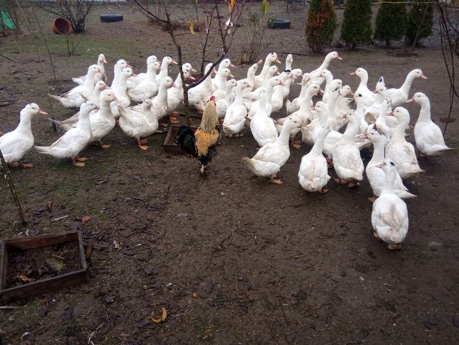 Качка домашня. Мулард